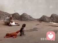 被这个叫Punch的小猴子的视频弄哭了好几次，我们又何曾不是Punch，被丢在社会里，学会去适应各种丛林法则，好在它还有一个猩猩布偶的陪伴，让它感到还有一丝温暖和依恋，这其实也是上世纪50年代心理学哈洛恒河猴实验的现实翻版。所以当一个人面临苦难时，别人的一个善意眼神、一句温暖的鼓励，亦或是自己给自己的一个拥抱、一首好听的歌曲……都可能是困境者活下去的勇气和动力！！！
​配图