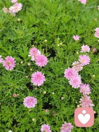 微風釋涼意
花開仲秋季
白露輕沾衣
月圓歸故里配圖