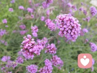 微風釋涼意
花開仲秋季
白露輕沾衣
月圓歸故里配圖