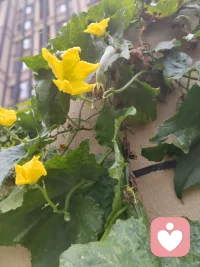 微風釋涼意
花開仲秋季
白露輕沾衣
月圓歸故里配圖