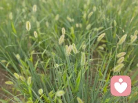 微風釋涼意
花開仲秋季
白露輕沾衣
月圓歸故里配圖
