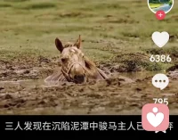 真正的拯救，不是把Ta从泥潭中直接捞出来，而是唤醒Ta本就有的生命力，心理咨询就是如此。