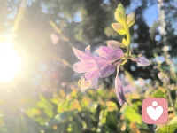卡尔·罗杰斯曾指出，只有当咨询师能够真诚一致且高度共情地“在场”时，来访者的改变才成为可能。这就好比咨询师是一把精密的大提琴，只有当琴弦被调校精准、琴身完好无损时，才能与来放者的心灵产生共鸣。配图