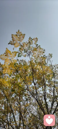 躺在舒適的地方，無人打擾。想象自己很小的時候，睡在土坯草房里，沒有城市喧囂，沒有匆忙勞碌……寧靜而和諧，家溫馨而母慈愛……炊煙裊裊，充滿生活氣息……聽雨聲嘀嗒，嘀嗒……看雨滴落下濺起的水花，隨波散去……抬頭看見天窗里樹影婆娑……不知今夕是何年……配圖