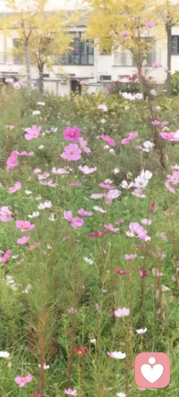 如果一個(gè)事物，成為耗時(shí)耗神的東西，不如沒有。配圖