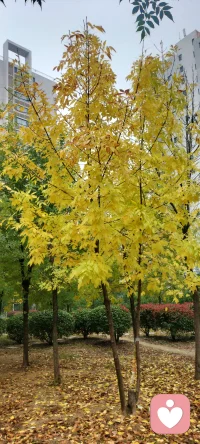 秋有秋的顏色，秋有秋的聲音。久違的顏色和聲音，一劑不錯的心理良藥配圖