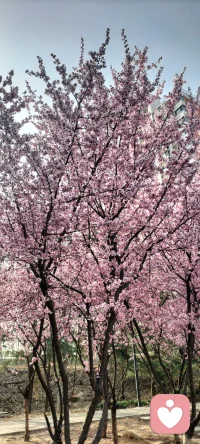 首先敢于表達自己，然后學會表達自己。不能因為受挫，不敢發聲了。配圖