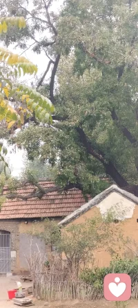 青春期的親子沖突:這一時期的親子關系經常面臨嚴重的危機，因此，重要的任務在于如何安然度過這一反抗權威的否定期。這一沖突大約持續到青年后期。當理性抬頭，人格的發展也更趨向成熟之后，又會重新產生對父母的尊敬和愛，沖突也就自然消解了。配圖