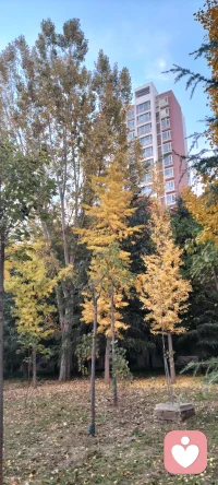 巴塞洛繆將依戀風格分為四種:安全型、多慮型、超脫型、恐懼型。其中多慮型喜歡別人，懷疑自己，超脫型則相反。恐懼型對人對自己都消極，安全型則相反。配圖