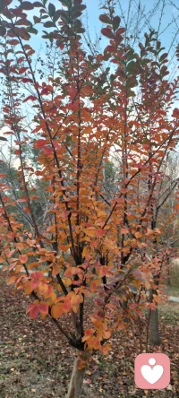 在游戲型愛情維度上，男性比女性得分高。女性在現實式和伴侶式愛情維度上得分高。配圖