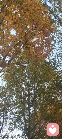 兩性溝通的差異:女性溝通的目的是為了建立良好關系，男性則是為了地位和能力。女性希望把話講清楚，說明白，男性則不希望得出清晰結論，所以常沉默。女性不能忍受的是對方不說話，而男性最不能忍受的是喋喋不休。有了沖突后，男性是就事論事，女性則傾向于累加因素。男性遇到壓力會變得沉默寡言，女性則相反。女性重視情感交流，男性更注重力量、效率。配圖