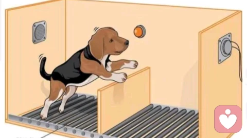 被\"看见\"的疗愈，解锁\"习得性无助\"