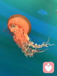 今天去海洋馆里看水母，没有框架的生物是最美的。