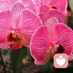 花開富貴的頭像