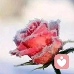 三年拼搏六月梦的头像