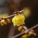 偎偎