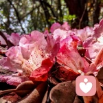 ↘*smile℡獨憔悴*`++的头像