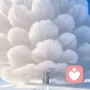 自由翱翔的头像