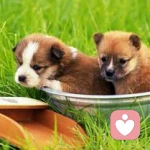 一家平安的头像