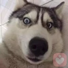 猪仔
