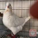 挺你到底