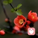 红花的头像