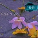 感恩心灵，咨询，凤