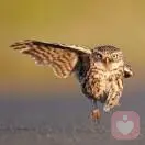 王.水無瀾.圣甲