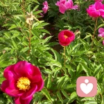 伊莎贝拉的头像