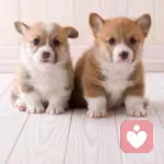 我有一颗心的头像