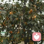 心灵深处的头像