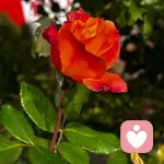 夜幕低垂的头像