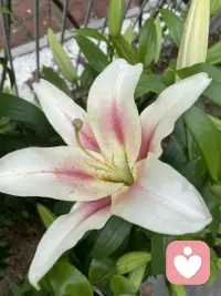 早安美好的一天開始了配圖