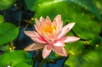 他是個極負責任的人，全部精力都貢獻給那間學校了，幾十年下來，自己累得又黃又瘦。南老師多次勸他退休，他都因為仍有重要的事未完，放心不下。
那次南老師在禪七時，坐在講堂上說：“許多人放不下，到老都放不下，總覺得事情沒辦完，年輕時忙兒女，兒女長大了忙孫兒女；殊不知，我們走了，太陽照樣從東邊出來，沒有你這個人，人家照樣過下去……古人說，幾人能向死前休。這句話是有道理的，休是罷休的休，不是修行的修，人要到兩眼一閉、兩腿一伸才罷休，因為不罷休也不行了……”
他聽到這里，悄悄從座上起身，走到外面去了。休息的時候他對我說：“剛才我出去打電話給我內人，囑她到學校立刻代我辦退休，因為聽了老師的話，忽然覺悟了。我退休自有人繼任，說不定比我還盡職盡責，我何必老而不休呢!”
——南懷瑾《南禪七日》配圖