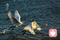 愛情三法寶：
愛，是兩個人一起長出翅膀，一起飛。
唯有成長的心靈，才能承載成熟的愛。
愛，是兩個人在內心孵化天使的過程。
如果在我們的心靈中無法瞥見天使的存在，我們就無法去愛。
愛，是需要經由苦難來滋長和茁壯的。
我們所經歷的痛和苦都隱藏著愛的禮物，痛苦的意義在于讓我們由此發現什么的愛。配圖