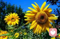 如果我們要愛一個人，我們就只需關注這個人好的方面，并對其敞開心扉。就像向日葵追逐著燦爛的陽光，向日葵并不是感受不到黑暗，而是它更懂得在陽光中汲取更多的能量。當我們面向一個人的陽光面時，其實也是我們提升自身能量的時候；當我們真正愛著一個人的時候，我們也同時真正愛著我們自己。配圖