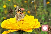 幸福是不能直接获取的，它总是伴随着意义而来。——心理学家维克托—弗兰克如是说。他还说过另一句话：当投入地去爱一个人，去做一件事，幸福就自然而来。也就是说，幸福是投入的副产品。 。配图