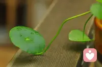 人这一辈子，要经得起谎言，受得了敷衍，忍得住欺骗，忘得了诺言。给自己一个迂回的空间，学会思索，学会等待，学会调整。人生，有很多时候，需要的不仅仅是执着，也需要回眸一笑的洒脱。配图