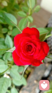 放下助人的心，才是对生命最高的尊重。陪伴，贴近心的陪伴，那是爱的能量，可以疗愈一切伤痛。当你不再期望去帮助他人，也就无人需要帮助。剩下什么？生命与生命的相遇，爱的自然流动，生命有它自然的成长规律，以及适合每个生命的成长步伐。配图