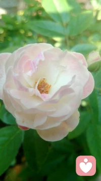 电影(遗愿清单)中两个特别有意思的问题:你的一生有没有过快乐？你的一生有没有带给他人快乐？也许回应第一个问题，相对会比较容易。可是我们如何能知道是否带给他人快乐？！寻找人生的快乐，让生命在带给他人的快乐中去延续它本有的价值与意义。配图