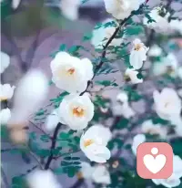 【转】生命，是一树花开，或安静或热烈，或寂寞或璀璨。日子，就在岁月的年轮中渐次厚重，那些天真的、跃动的、抑或沉思的灵魂，就在繁华与喧嚣中，被刻上深深浅浅、或浓或淡的印痕。配图