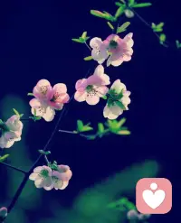 很欣赏这样一句话：生命，是一场虚妄。其实，经年过往，每个人何尝不是在这场虚妄里跋涉？在真实的笑里哭着，在真实的哭里笑着，一笺烟雨，半帘幽梦，有许多时候，我们不得不承认：生活，不是不寂寞，只是不想说。配图