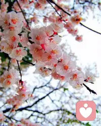 于无声处倾听凡尘落素，渐渐明白：人生，总会有许多无奈，希望、失望、憧憬、彷徨，苦过了，才知甜蜜；痛过了，才懂坚强；傻过了，才会成长。生命中，总有一些令人唏嘘的空白，有些人，让你牵挂，却不能相守；有些东西，让你羡慕，却不能拥有；有些错过，让你留恋，却终生遗憾。配图