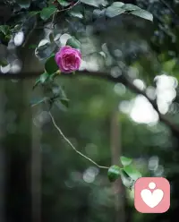 深深懂得：这世界上，并不是所有的东西都符合想象，有些时候，山是水的故事，云是风的故事；也有些时候，星不是夜的故事，情不是爱的故事。生命的旅途中，有许多人走着走着就散了，有许多事看着看着就淡了，有许多梦做着做着就断了，有许多泪流着流着就干了。人生，原本就是风尘中的沧海桑田，只是，回眸处，世态炎凉演绎成了苦辣酸甜。配图