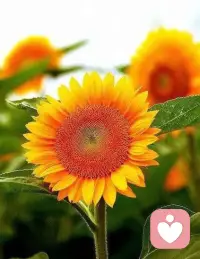 亲爱的自己，晚安！配图