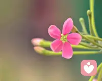 花开有花开的守望，花落有花落的无奈。生命就是悲欢离合的过程，每个人都会经历不同的心路历程。天之涯，诉一份牵挂。海之角，守一份默契。生命的过往汇成最美的诗行，故事，只不过是繁华过后的风景。生命注定就是一场漂泊，一场无奈，一场孤独。我们都在寻找所谓的归宿。人生何尝不是一种追逐。赏几回月圆月缺，诉几许离殇。情深缘浅的遇见，茫茫人海生命就像一树花开。配图