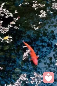 　　学会和自己独处，心灵才能得到净化。独处，也是灵魂生长的必要空间，只有静下心来，才能回归自我。心灵有家，生命才有路。只有学会和自己独处，心灵才会洁净，心智才会成熟，心胸才会宽广。独处，是一种静美，也是一种修炼。能够在独处时安然自得，才会在喧嚣时淡然自若。配图