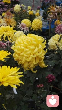 不去想太多关于未来的事，因为未来是由现在所产生出来的。如果我们能够照顾现在，那么我们就是照顾了未来。未来不会无端地来，它将会从这个片刻产生出来，下一个片刻将会从这个片刻产生出来。如果这个片刻很美、很宁静、很喜乐，那么下一个片刻一定会更宁静、更喜乐。配图