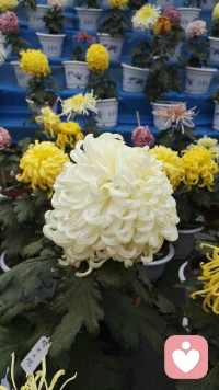 自己做出选择而活下去的人生，让人感觉舒服多了。正因为这是自己做出的选择，这人生才可以无怨无悔，这条路才可以不慌不忙、不急不火地走下去，因为你知道你随时可以退场，所以你不必这么急着去，人生再绝望，也可以留下来，慢慢欣赏。配图