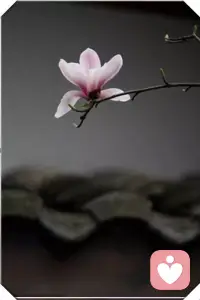 爱情只是一种感觉，而这感觉会随时间、心境而改变。如果你所谓的最爱离开你，请你耐心地等待一下，让时间慢慢冲洗，让心灵慢慢沉淀，你的苦就会慢慢淡化。不要过分憧憬爱情的美，不要过分夸大失恋的悲。配图